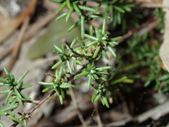 Hibbertia pedunculata