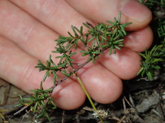 Hibbertia pedunculata