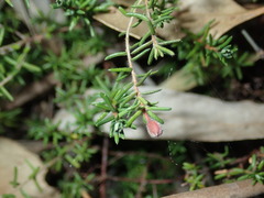 Hibbertia pedunculata