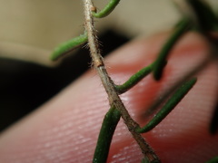 Hibbertia pedunculata