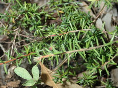 Hibbertia pedunculata