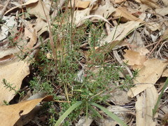 Hibbertia pedunculata
