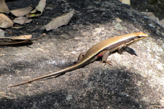 Eutropis lankae