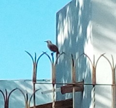 Toxostoma curvirostre