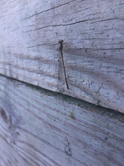 Ischnura