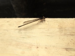 Ischnura