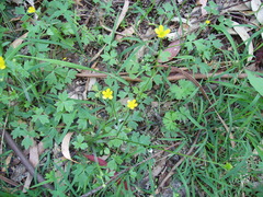 Ranunculus plebeius