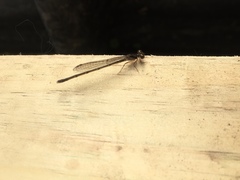 Ischnura