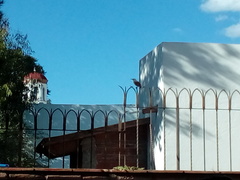 Toxostoma curvirostre