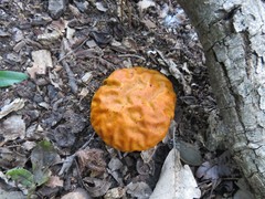 Calvatia rugosa