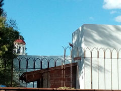 Toxostoma curvirostre