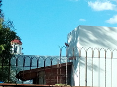 Toxostoma curvirostre