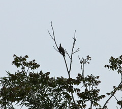 Patagioenas flavirostris