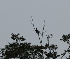 Patagioenas flavirostris