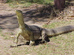 Varanus panoptes
