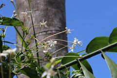 Clerodendrum longiflorum