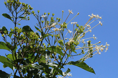 Clerodendrum longiflorum