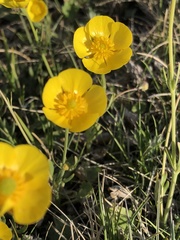 Ranunculus monophyllus