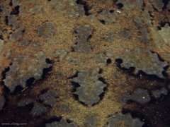 Orectolobus halei