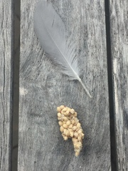 Chroicocephalus novaehollandiae