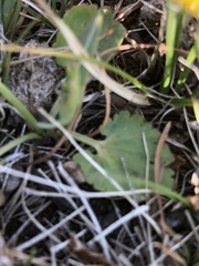Ranunculus monophyllus