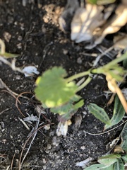 Ranunculus monophyllus