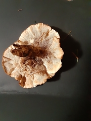 Sarcodon stereosarcinon