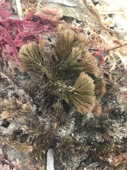 Melanthalia