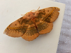 Anthela varia
