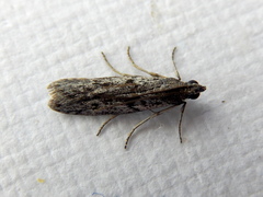 Cryptoblabes hemigypsa