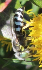 Bembix americana spinolae