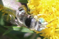 Bembix americana spinolae