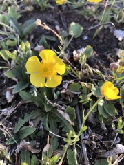 Ranunculus monophyllus