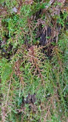 Selaginella labordei