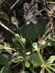 Ranunculus monophyllus