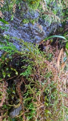 Selaginella labordei
