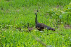 Pavo muticus