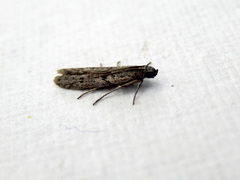 Cryptoblabes hemigypsa