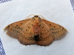 Anthela varia