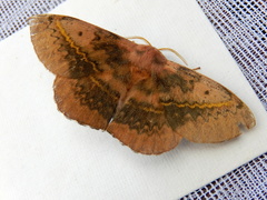 Anthela varia