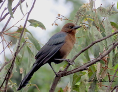 Quiscalus mexicanus