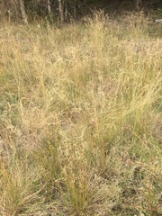 Chascolytrum subaristatum