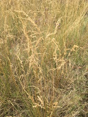 Chascolytrum subaristatum