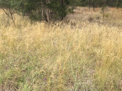 Chascolytrum subaristatum