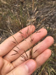 Capillipedium spicigerum