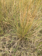 Chascolytrum subaristatum