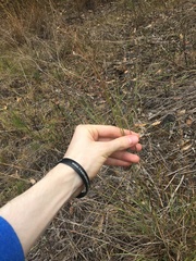 Capillipedium spicigerum