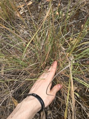 Capillipedium spicigerum