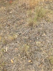 Capillipedium spicigerum