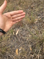 Capillipedium spicigerum